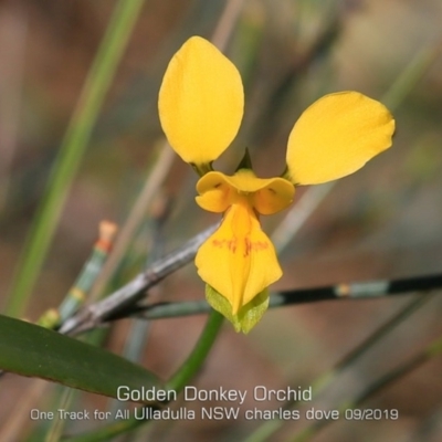 Diuris aurea (Golden Donkey Orchid) at Ulladulla Reserves Bushcare - 10 Sep 2019 by CharlesDove