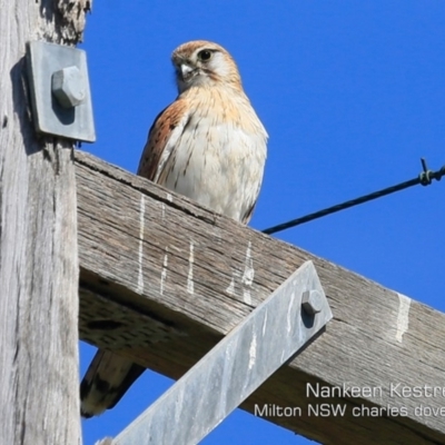 Falco cenchroides (Nankeen Kestrel) at Milton, NSW - 14 Sep 2019 by CharlesDove