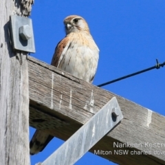 Falco cenchroides (Nankeen Kestrel) at Milton, NSW - 13 Sep 2019 by Charles Dove