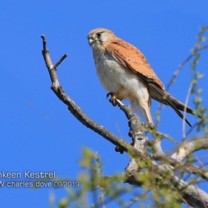 Falco cenchroides at Milton, NSW - 14 Sep 2019 12:00 AM