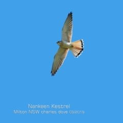 Falco cenchroides at Milton, NSW - 14 Sep 2019 12:00 AM