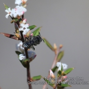 Tetragonula carbonaria at Tianjara, NSW - 6 Sep 2019