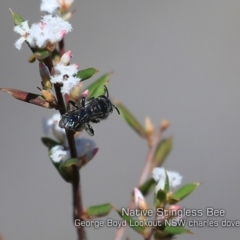 Tetragonula carbonaria (Stingless bee) at Morton National Park - 5 Sep 2019 by Charles Dove