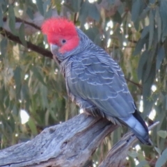 Callocephalon fimbriatum (Gang-gang Cockatoo) at Symonston, ACT - 18 Sep 2019 by RobParnell