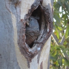 Callocephalon fimbriatum at Symonston, ACT - suppressed