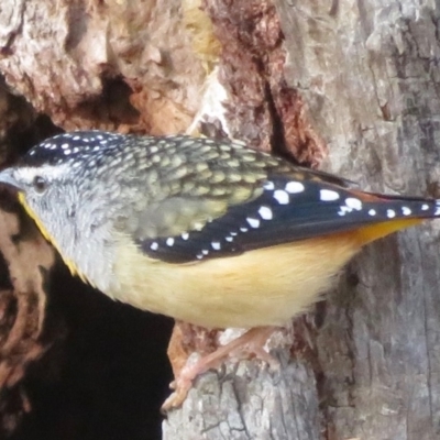 Pardalotus punctatus (Spotted Pardalote) at Callum Brae - 18 Sep 2019 by RobParnell