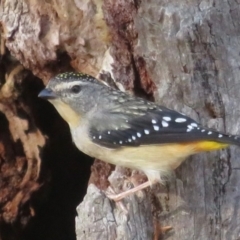 Pardalotus punctatus at Symonston, ACT - 18 Sep 2019