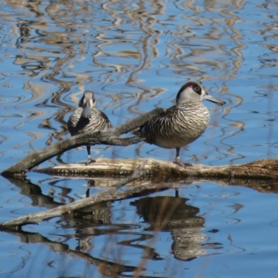 Malacorhynchus membranaceus (Pink-eared Duck) at Jerrabomberra Wetlands - 25 Aug 2019 by RobParnell