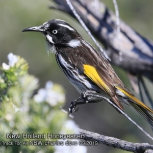 Phylidonyris novaehollandiae at Ulladulla Reserves Bushcare - 10 Sep 2019