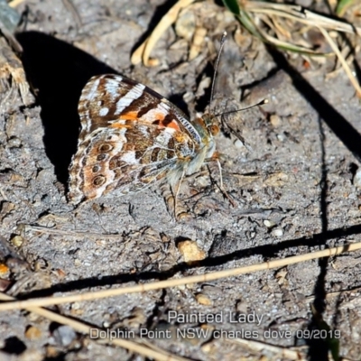 Vanessa kershawi (Australian Painted Lady) at Meroo National Park - 9 Sep 2019 by Charles Dove