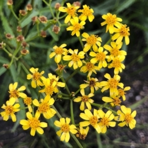 Senecio linearifolius at Tathra, NSW - 18 Jan 2019