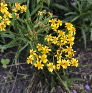 Senecio linearifolius at Tathra, NSW - 18 Jan 2019