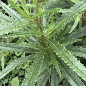 Senecio linearifolius at Tathra, NSW - 18 Jan 2019 05:51 PM