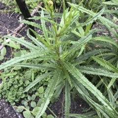 Senecio linearifolius at Tathra, NSW - 18 Jan 2019 05:51 PM