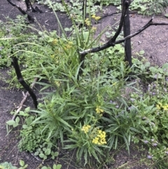 Senecio linearifolius at Tathra, NSW - 18 Jan 2019 05:51 PM