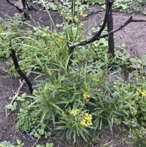 Senecio linearifolius at Tathra, NSW - 18 Jan 2019