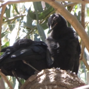 Corcorax melanorhamphos at Barton, ACT - 14 Sep 2019 11:03 AM