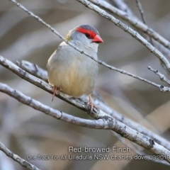 Neochmia temporalis (Red-browed Finch) at Ulladulla Reserves Bushcare - 12 Sep 2019 by CharlesDove