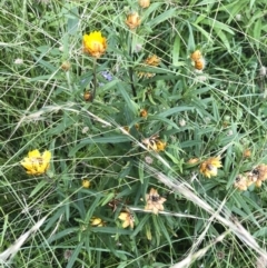 Xerochrysum bracteatum (Golden Everlasting) at Tathra, NSW - 18 Jan 2019 by Illilanga