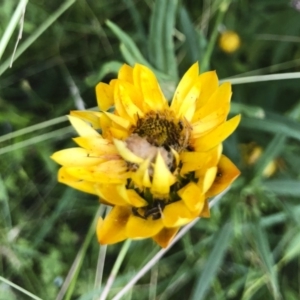 Xerochrysum bracteatum at Tathra, NSW - 18 Jan 2019 05:57 PM