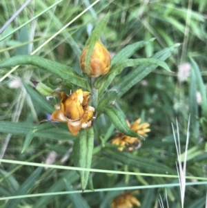 Xerochrysum bracteatum at Tathra, NSW - 18 Jan 2019 05:57 PM