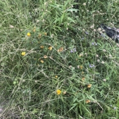 Xerochrysum bracteatum at Tathra, NSW - 18 Jan 2019