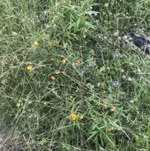 Xerochrysum bracteatum at Tathra, NSW - 18 Jan 2019 05:57 PM