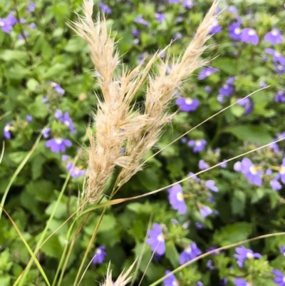 Rytidosperma longifolium (Long-leaved Wallaby Grass) at Tathra, NSW - 18 Jan 2019 by Illilanga