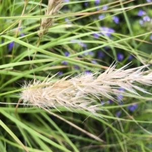 Rytidosperma longifolium at Tathra, NSW - 18 Jan 2019 05:51 PM