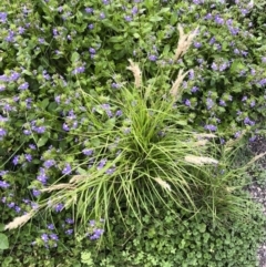 Rytidosperma longifolium at Tathra, NSW - 18 Jan 2019 05:51 PM