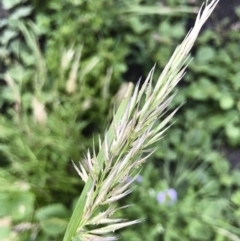 Rytidosperma longifolium at Tathra, NSW - 18 Jan 2019 05:51 PM