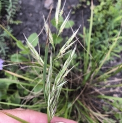 Rytidosperma longifolium at Tathra, NSW - 18 Jan 2019 05:51 PM