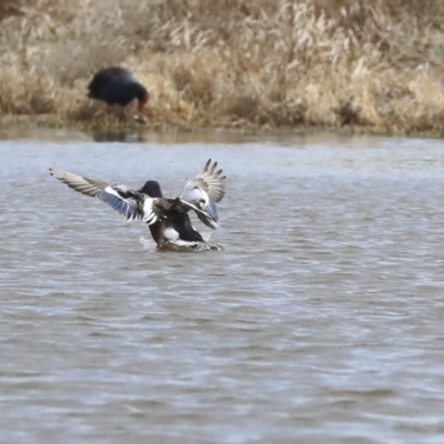 Spatula clypeata (Northern Shoveler) at Fyshwick, ACT - 16 Sep 2019 by AlisonMilton