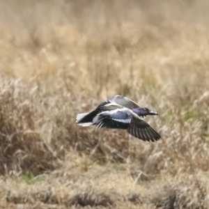 Spatula clypeata at Fyshwick, ACT - 16 Sep 2019