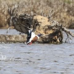 Spatula clypeata at Fyshwick, ACT - 16 Sep 2019