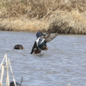 Spatula clypeata at Fyshwick, ACT - 16 Sep 2019