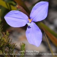 Patersonia glabrata (Native Iris) at South Pacific Heathland Reserve - 11 Sep 2019 by CharlesDove