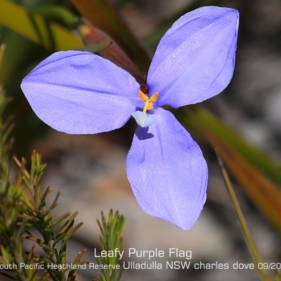Patersonia glabrata (Native Iris) at South Pacific Heathland Reserve - 10 Sep 2019 by CharlesDove