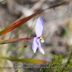 Patersonia glabrata at Ulladulla, NSW - 11 Sep 2019