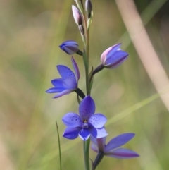 Thelymitra ixioides (Dotted Sun Orchid) at Ulladulla, NSW - 10 Sep 2019 by CharlesDove