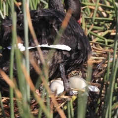 Cygnus atratus (Black Swan) at Lake Burley Griffin Central/East - 15 Sep 2019 by AlisonMilton