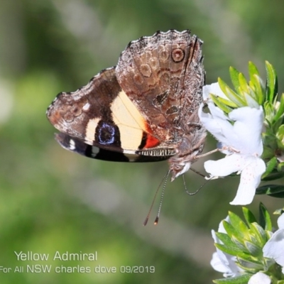 Vanessa itea (Yellow Admiral) at - 9 Sep 2019 by Charles Dove