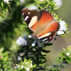 Vanessa itea at Ulladulla Reserves Bushcare - 10 Sep 2019 12:00 AM