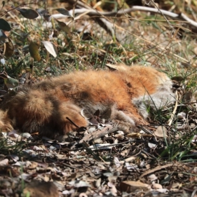Vulpes vulpes (Red Fox) at Jerrabomberra Wetlands - 15 Sep 2019 by Alison Milton