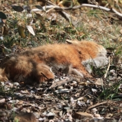 Vulpes vulpes (Red Fox) at Jerrabomberra Wetlands - 15 Sep 2019 by Alison Milton