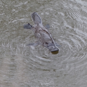 Ornithorhynchus anatinus at Bega, NSW - 18 Sep 2019