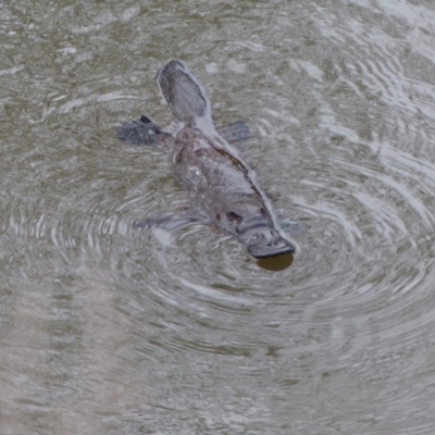 Ornithorhynchus anatinus (Platypus) at Bega, NSW - 18 Sep 2019 by MatthewHiggins