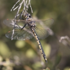 Hemicordulia tau (Tau Emerald) at Jerrabomberra Wetlands - 16 Sep 2019 by AlisonMilton