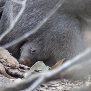 Vombatus ursinus at Black Range, NSW - 2 Sep 2019 03:26 PM