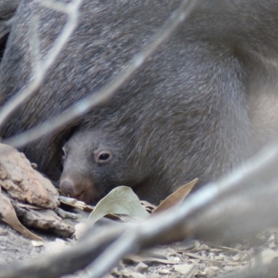 Vombatus ursinus (Common wombat, Bare-nosed Wombat) at Black Range, NSW - 2 Sep 2019 by MatthewHiggins
